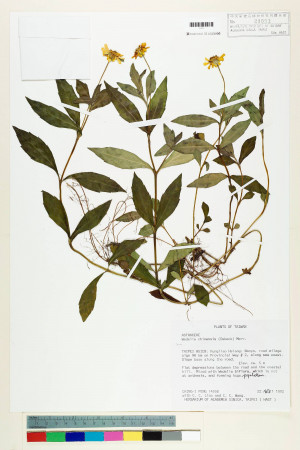 Wedelia chinensis (Osbeck) Merr._標本_BRCM 7396