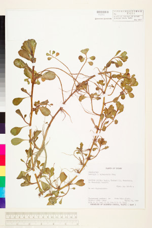 Ludwigia ×taiwanensis C.I Peng_標本_BRCM 3643