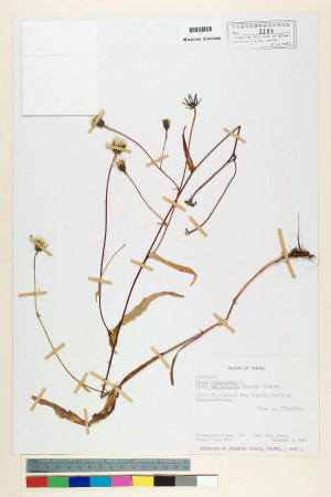 Picris hieracioides L. subsp. morrisonensis (Hayata) Kitam._標本_BRCM 6768