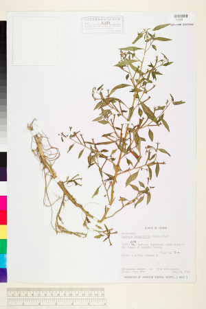 Ludwigia hyssopifolia (G. Don) Exell_標本_BRCM 3591