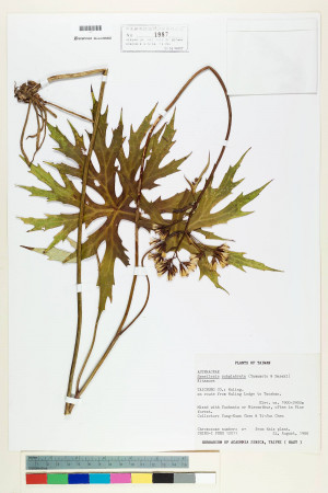 Syneilesis subglabrata (Yamamoto & Sasaki) Kitam._標本_BRCM 7154