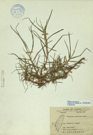 Pennisetum clandestinum Hochst._標本_BRCM 4717