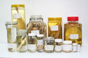 中央研究院生物多樣性研究博物館—魚類標本館之各式標本瓶