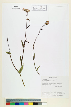 Emilia sonchifolia (L.) DC._標本_BRCM 5224