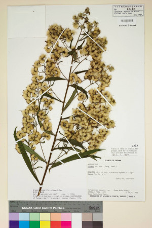 Blumea linearis C.-I Peng & W. P. Leu_標本_BRCM 4891