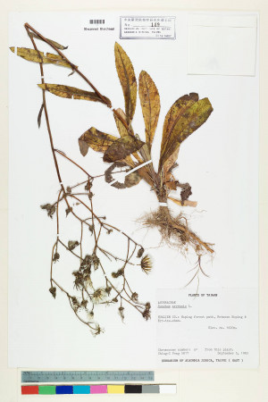Sonchus arvensis L._標本_BRCM 6436
