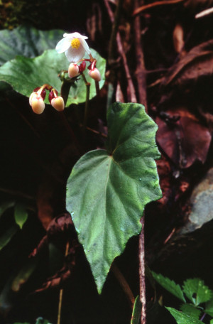 Begonia manhaoensis