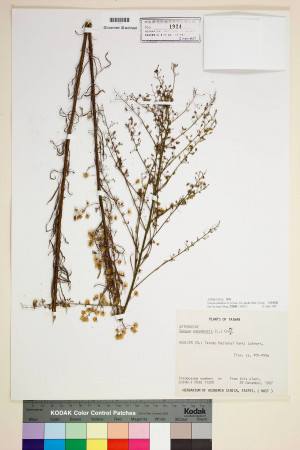 Conyza canadensis (L.) Cronq. var. pusilla (Nutt.) Cronq._標本_BRCM 7052