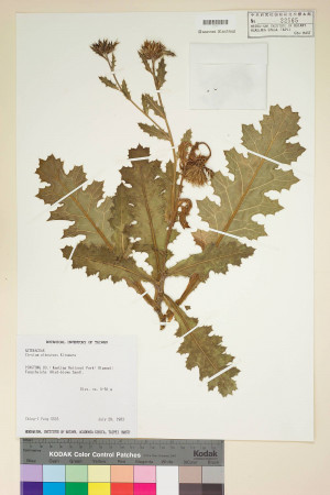 Cirsium albescens Kitam._標本_BRCM 5815