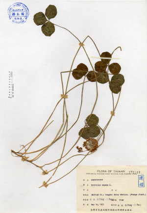 Trifolium repens L._標本_BRCM 4132