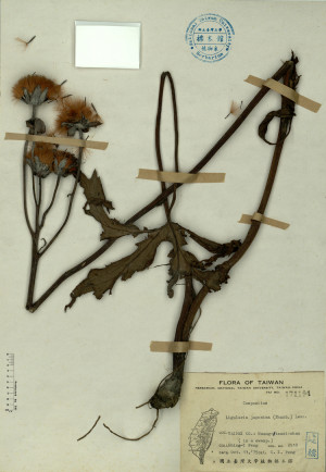 Ligularia japonica (Thunb.) Less._標本_BRCM 4143