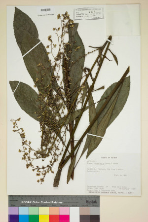 Blumea lanceolaria (Roxb.) Druce_標本_BRCM 4854