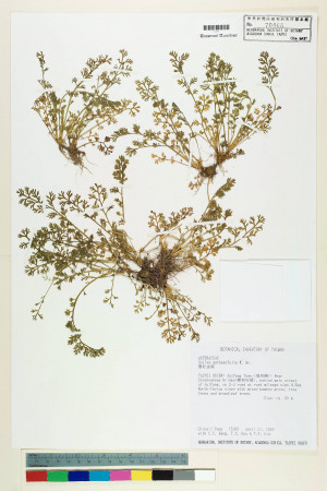 Soliva anthemifolia (Juss.) R. Brown ex Less._標本_BRCM 5079
