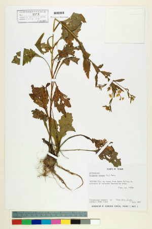 Erigeron annuus (L.) Pers._標本_BRCM 5044