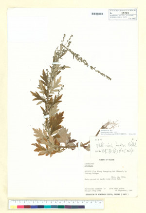 Artemisia indica Willd._標本_BRCM 6872
