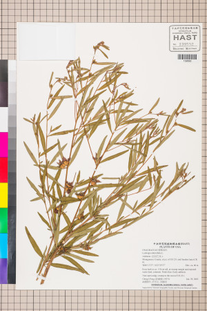 Ludwigia alternifolia L._標本_BRCM 3452