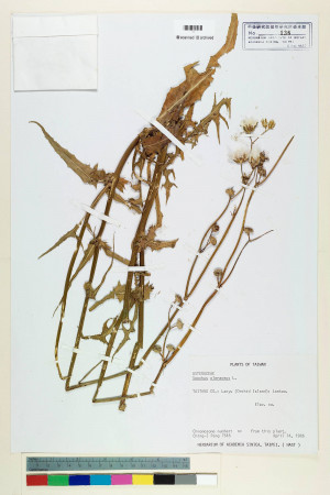 Sonchus oleraceus L._標本_BRCM 6642