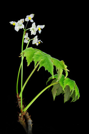 Begonia ludwigii Irmsch.