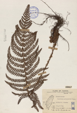 Polystichum parvipinnulum Tagawa_標本_BRCM 4032