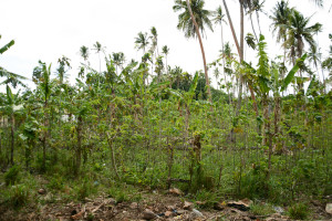 斐濟_島上栽植的構樹