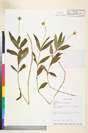 Wedelia chinensis (Osbeck) Merr._標本_BRCM 7435