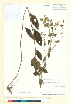 Aster leiophyllus Fr. & Sav._標本_BRCM 5256