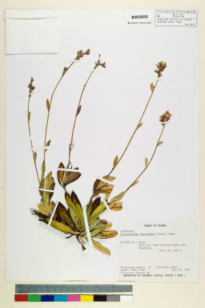Crepidiastrum lanceolatum (Houtt.) Nakai_標本_BRCM 7245