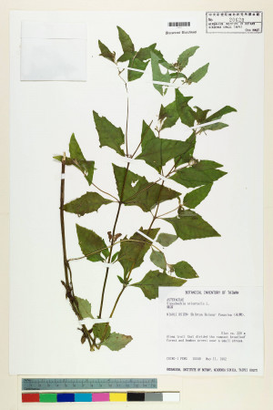 Sigesbeckia orientalis L._標本_BRCM 7399