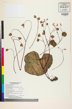 Begonia tribenensis標本_BRCM 2701
