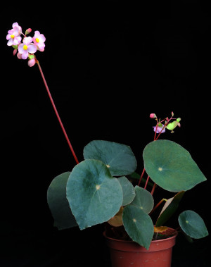 Begonia taraw C.I Peng, Rubite & M.Hughes