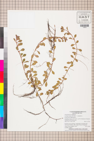 Ludwigia repens J.R. Forst. × L. palustris L._標本_BRCM 3508