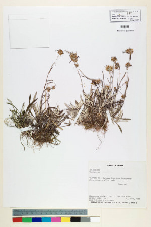 Gnaphalium japonicum Thunb._標本_BRCM 5596