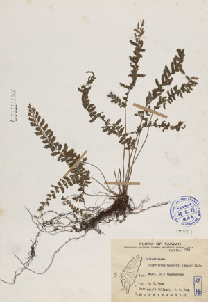 Polystichum hancockii (Hance) Diels_標本_BRCM 4117