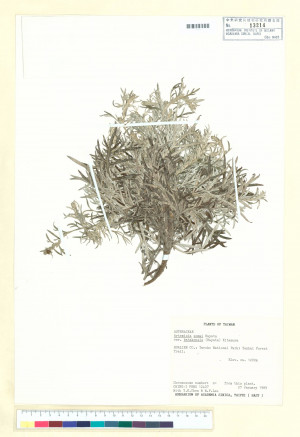 Artemisia somai Hayata var. batakensis (Hayata) Kitam._標本_BRCM 7205