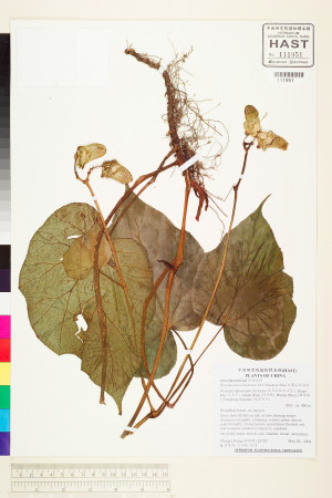 Begonia cf. siamensis標本_BRCM 2014