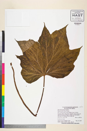 Begonia edulis標本_BRCM 2202