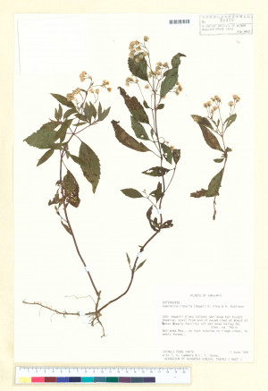Ageratina riparia (Regel) R. King & H. Robinson_標本_BRCM 5080