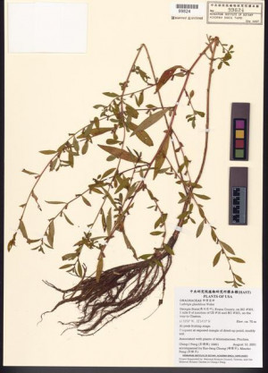 Ludwigia glandulosa Walter_標本_BRCM 7774