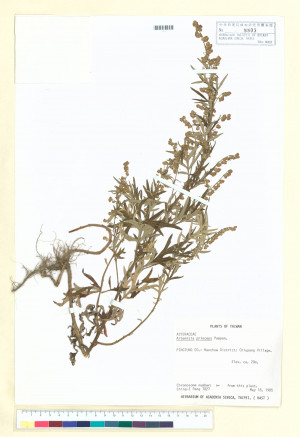 Artemisia princeps Pamp._標本_BRCM 6659