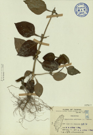 Synedrella nodiflora (L.) Gaertn._標本_BRCM 3920