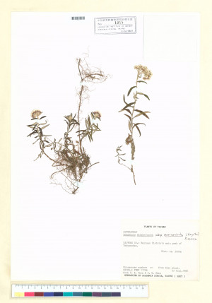 Anaphalis margaritacea (L.) Benth. & Hook. f. subsp. morrisonicola (Hayata) Kitam._標本_BRCM 7134
