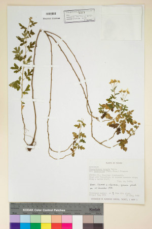 Chrysanthemum boreale Makino var. tomentellum (Hand.-Mazz.) Kitam._標本_BRCM 6843