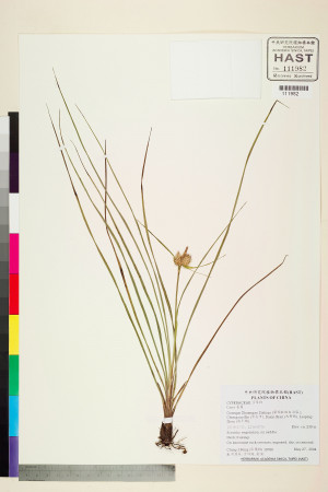 Carex pengii X.F. Jin & C.Z. Zheng_標本_BRCM 6050