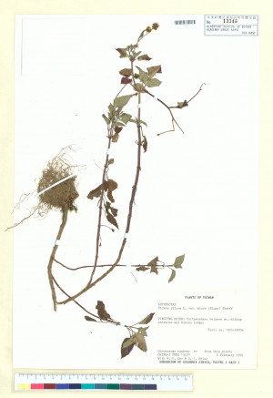 Bidens pilosa L. var. minor (Blume) Sherff_標本_BRCM 7301