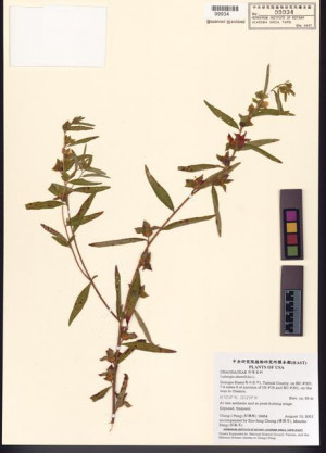 Ludwigia alternifolia L._標本_BRCM 7777