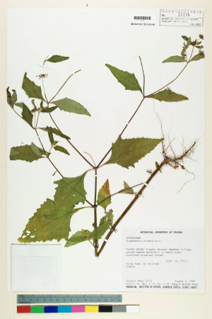 Sigesbeckia orientalis L._標本_BRCM 7409