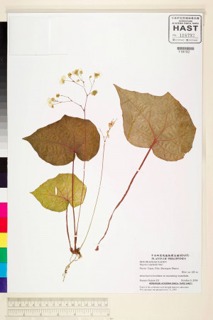 Begonia copelandii標本_BRCM 2247
