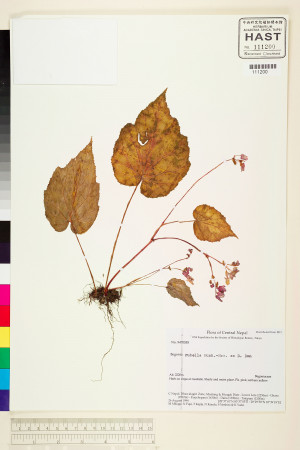 Begonia rubella標本_BRCM 1989