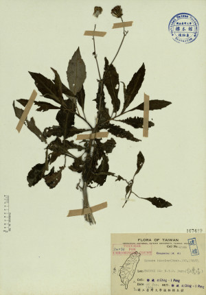 Gynura bicolor (Roxb.) DC._標本_BRCM 3922