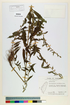 Rhynchospermum verticillatum Reinw._標本_BRCM 6442